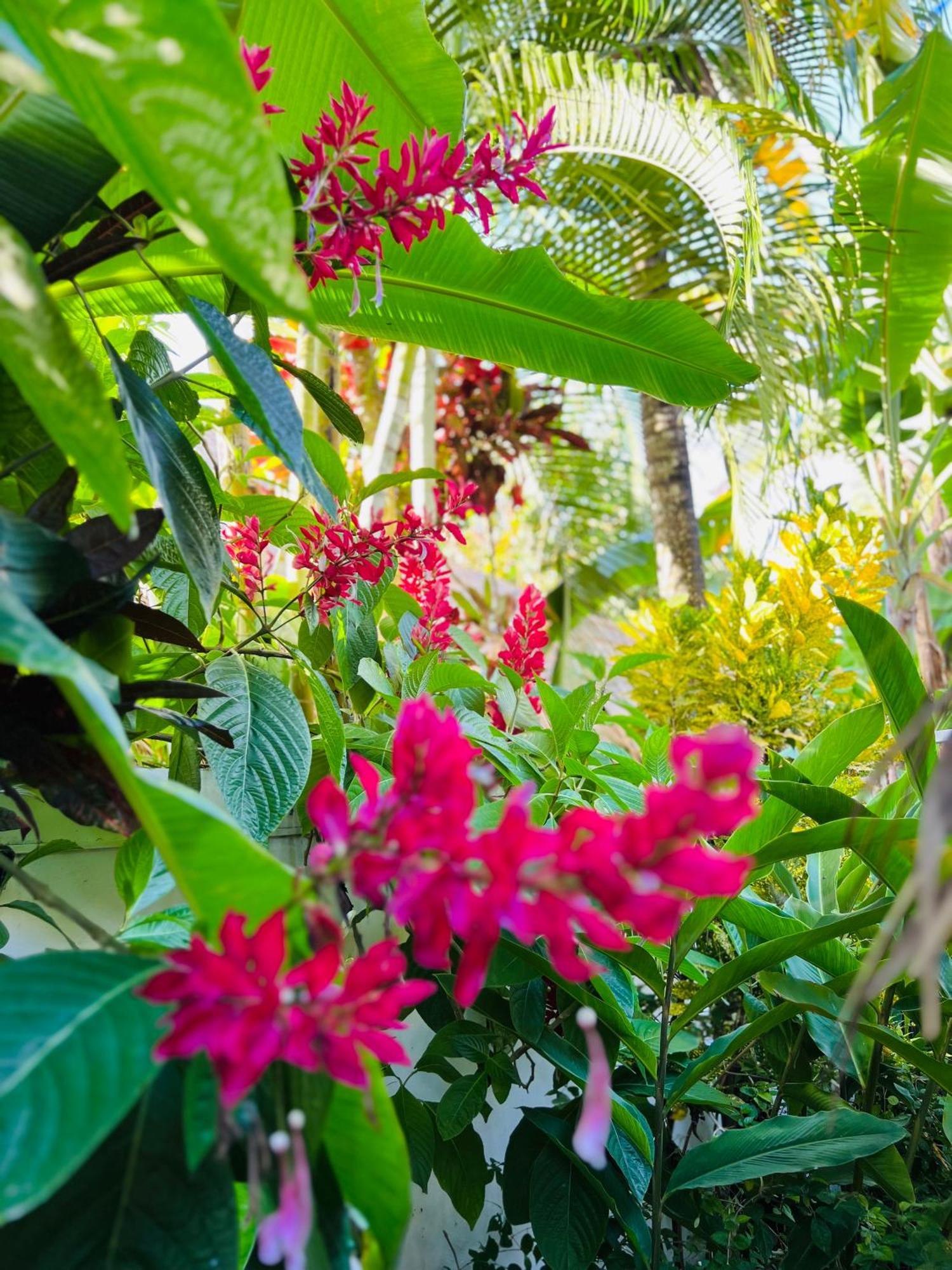 Villa Clarissa No. 8 ลาสแตร์เรนาส ภายนอก รูปภาพ
